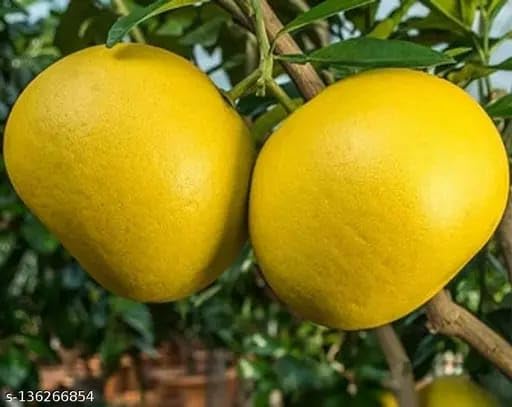 See full amazon price history chart for GreenEarth Original Hybrid All Time Sweet Yellow Pomelo,Batabi Lemon Fruit Plant (Grafted/Air Layeard) "Fruit After 1 Year" GreenEarth Original Hybrid All Time Sweet Yellow Pomelo,Batabi Lemon Fruit Plant (Grafted/Air Layeard) "Fruit After 1 Year" (B0CXXBR3XX) Amazon Price History, Amazon Price Tracker