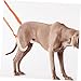 Toddmomy Dog Back Leg Sling for Disabled and Senior Dogs Portable Rehabilitation Support for Breeds