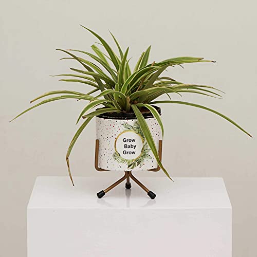 Vudy Small Metal Flower Plant Pot Stand Pots/Mini Flower Plant Containers Indoor Plant Holder Modern Style Idea (Plants not Included) (Multicolor(DesignA))