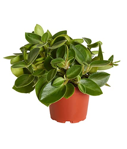 Creative Farmer Gardening Plant Peperomia Orba 10 Cm Pot Indoor Plants for Hanging Pots (Gardening Healthy Live Plant)