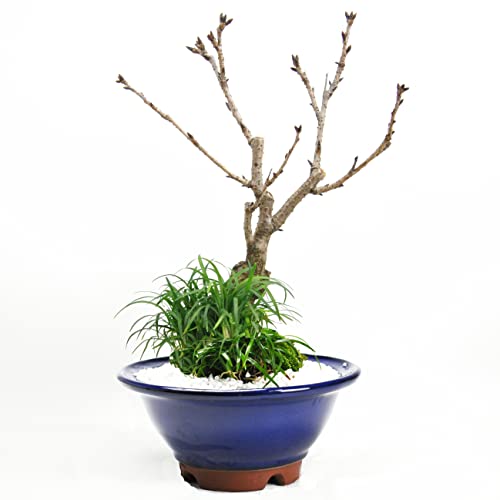 盆栽妙 盆栽 旭山桜 大 玉竜の寄植え 生子すり鉢 2枚目