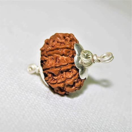 7 Face Rudraksha Original Certified Premium Bead Precious Real Seven Mukhi Rudraksha Blessed Goddess Lakshmi with Silver Cap Seven Mukhi Rudraksha सात मुखी 7 मुखी रुद्राक्ष ओरिजिनल