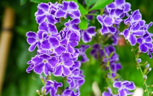 Garden Art Duranta Repense Real Live Plant | Green Natural Beautiful Outdoor Air Purifying Plants In Grower Pots (Pack of 1)
