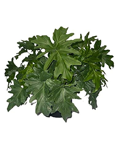 umbrella plant indoor Umbrella Plant Green