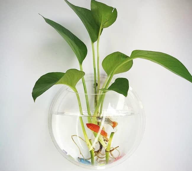 Spartacus Aquarium Wall Hanging Fish Bowl not Glass 9 inch : Acrylic Wall Mounted Plant Pot for Fish and Plant Tank White Colour