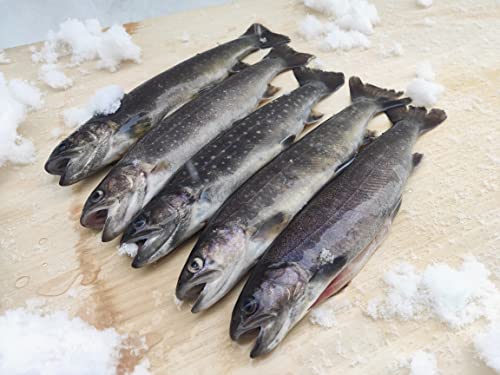 岩魚（イワナ）11尾入り【エラ・内臓・血合い除去済み】20㎝サイズ　冷凍