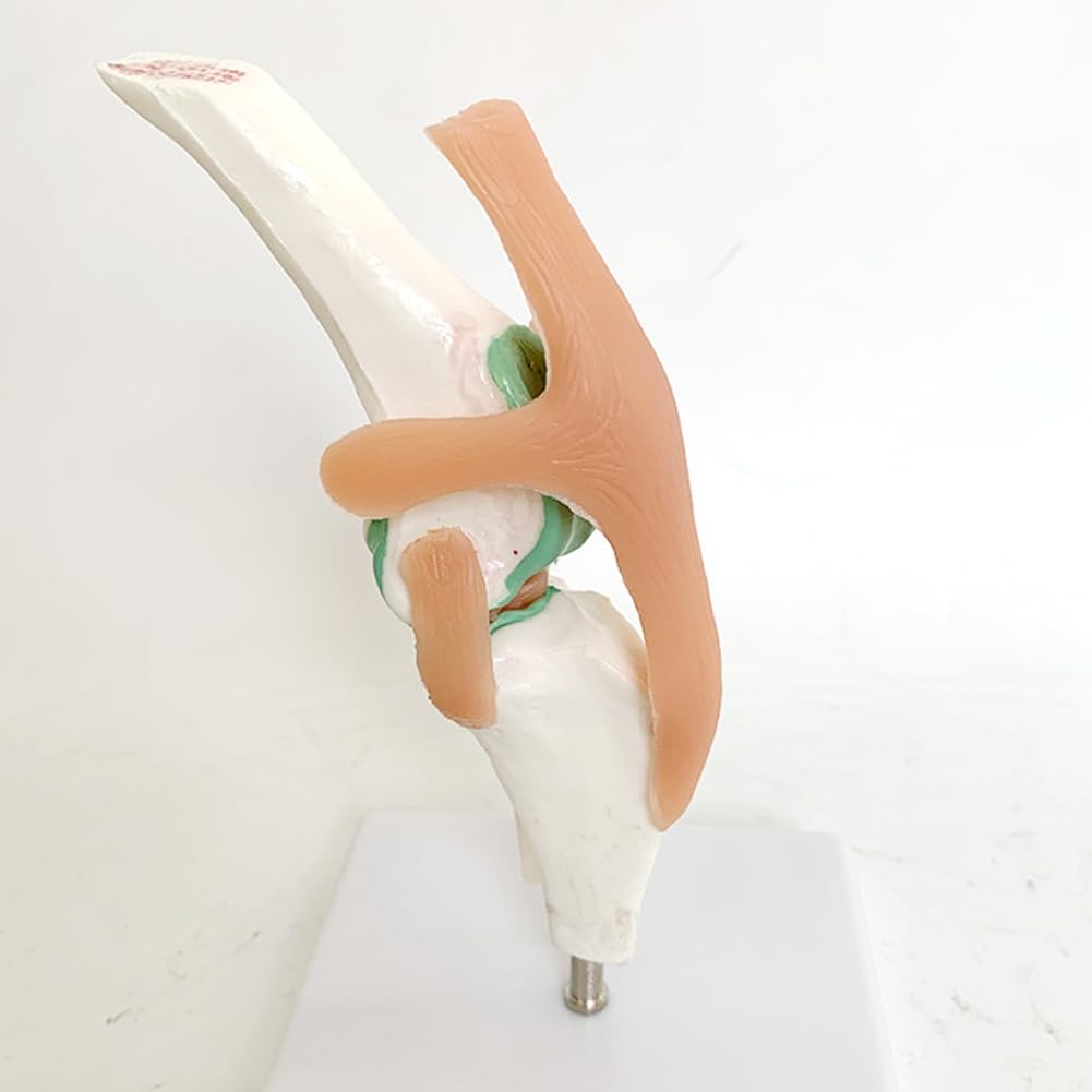 Modell zum Lernen der Gelenke und des Skeletts des Hundes mit Knie- und Bandfunktionen für die Erziehung von Haustieren