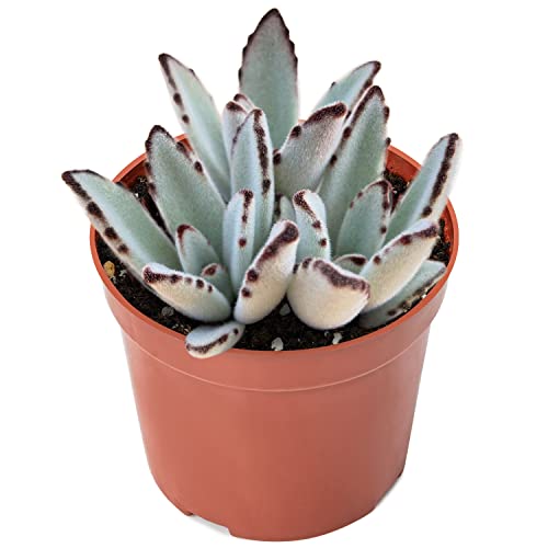 Sprout N Green Kalanchoe Tomentosa Panda Plant with 4 inch Starter Pot, Rare Live Succulent Plant Fully Rooted, Home Office Indoor Outdoor Wedding Decoration DIY Projects Party Favor Sprout N Green Kalanchoe Tomentosa Panda Plant with 4 inch Starter Pot, Rare Live Succulent Plant Fully Rooted, Home Office Indoor Outdoor Wedding Decoration DIY Projects Party Favor
