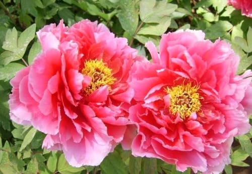 60 Peony Seeds Fragrant Mixed Purple Pink Rose red White Moutan Shrub Large Blooms Paeonia suffruticosa
