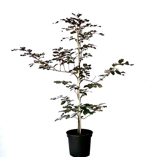 Rotbuche Buche Fagus sylvatica heimischer Waldbaum als Heister mit ca. 100-150 cm im 3 Liter Topf