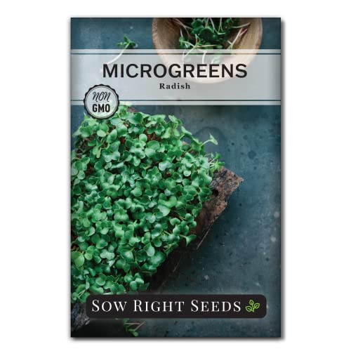 Sow Right Seeds - Radish Microgreen Seed for Growing - Instructions to Quickly Grow Your Own Delicious and Healthy Microgreens - Plant Indoors with no Special Equipment - Super Easy Superfood Sprouts…