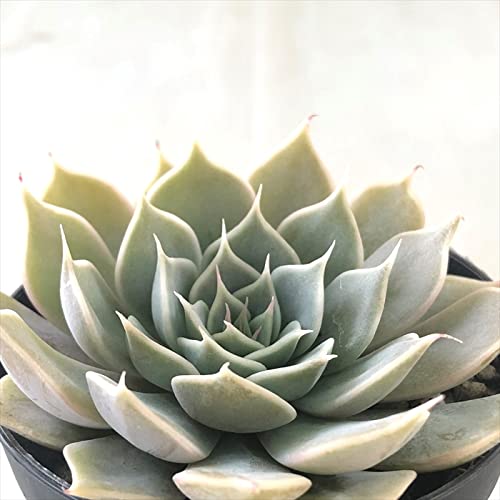 A skGPxA a A GPxA 7.5cm|bg