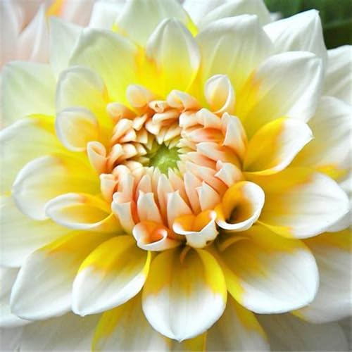 Dalias Tubérculos Resistente al Invierno Multianual,Dalias Tubérculos Resistentes,Dalias Cebollas,Comprar dalias,Tubérculos dalias gigantes,Jardines regalo listo,Paisajismo 8tubérculos-b