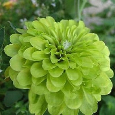 30+ Zinnia Lime Green Envy semi di Fiore/Anual