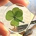 Real Four Leaf Clover Good Luck Pocket Token, Preserved, 1.25”, Including Metal Horseshoe Object (Gold)