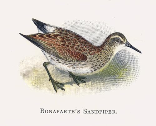 Peinture Bonaparte Sandpiper Lydon Toile 60x90cm Décor Mural