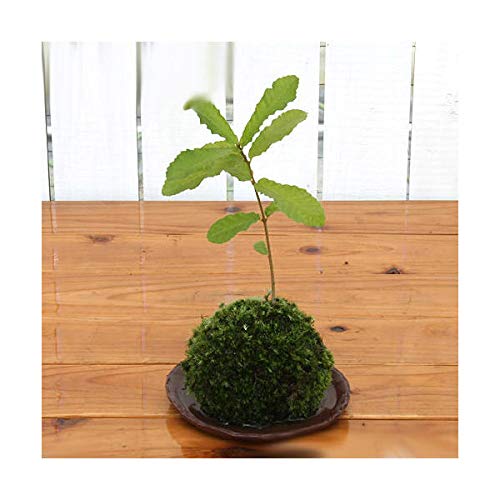 苔玉 コケ玉」の人気商品一覧 | 安い商品を通販サイトから探す - 価格.com