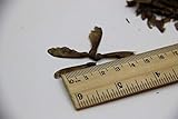 Rare Blue Maple Seeds Maple Seeds Bonsai Tree Plants Potted Garden Japanese Maple Seeds 10 Pieces / lot