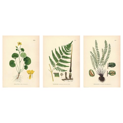 Poster Fleur et Fougère Impression Graphique Fine Art 50x70 cm ProTuning