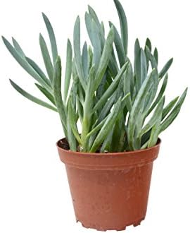 'Blue Chalk Sticks' Succulent/4" Pot/Live Home and Garden Plant/Free Care Guide