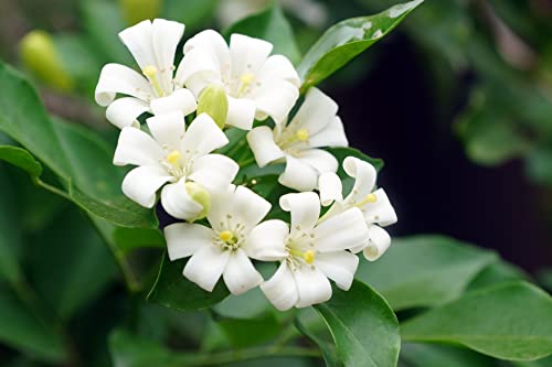 The Gifti ® Exotic Live Plant Murrayya Exotica Kamini Evergreen All Time White Flower Garden Plant (kamini are suitable Plants for bonsai tree)... - Image 2