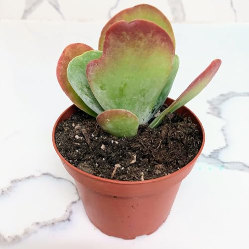 Blissful Kalanchoe Flapjack Paddle Plant – Colorful, Sun-Loving Succulent. Easy Care, Drought Tolerant, Unique Red-Tinged Leaves. Perfect for Home Décor, Gifts & Succulent Collections.