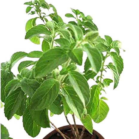 See full amazon price history chart for ADITYA GREEN PLANTS AGP Lavang Tulsi, Clove Basil/clove basil, African basil/Ocimum gratissimum Plant(1 live plant in poly bag) ADITYA GREEN PLANTS AGP Lavang Tulsi, Clove Basil/clove basil, African basil/Ocimum gratissimum Plant(1 live plant in poly bag) (B0BRHB8GLX) Amazon Price History, Amazon Price Tracker
