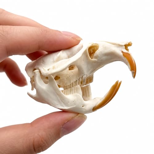 Image of Taxidermy Real Muskrat Animal Skull Decor - Model Animals Bones Specimen,Taxidermy Supplies for Science Education,Collection (Muskrat)
