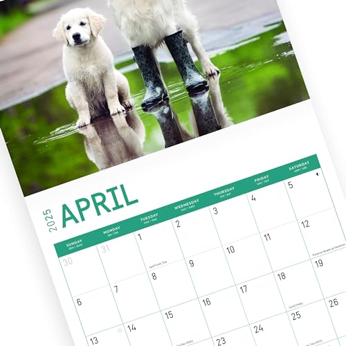Calendário mensal de parede Golden Retrievers 2025 da Bright Day, presente de raça de cachorro fofo