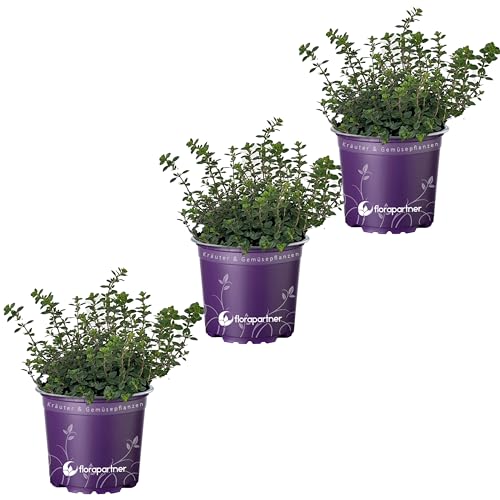 Orangen Thymian Pflanzen (Thymus citriodorus) – Aromatische Kräuter für Ihren Garten von florapartner – Frisch, gesund und vielseitig einsetzbar! 3er-Set