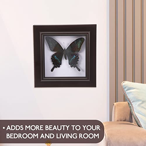Housoutil Butterfly Shadow Box, Butterfly Specimens in Shadow Box - Image 3