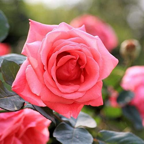 景観用 ロサ キネンシス コウシンバラ チャイナローズ ロサ キネンシス球根 コウシンバラ球根 チャイナローズ球根 3 球根 花 Amazon