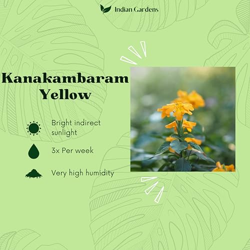 Image of Indian Gardens - Kanakambaram | Aboli | Priyadarsha | Flowering Crossandra | Pagoda Flower | firecracker flower | Live plant with pot (Yellow, 4 inch Black)