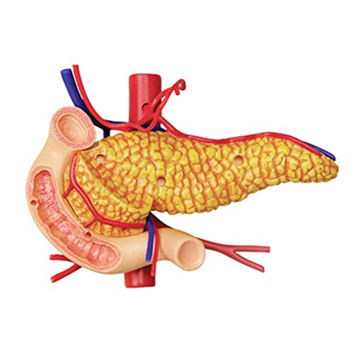 Modèle d ' anatomie de l ' estomac, modèle d ' anatomie du pancréas – vue 8