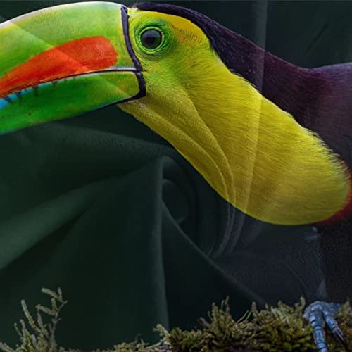 Parure de lit animaux pour une ambiance jungle chic et moderne