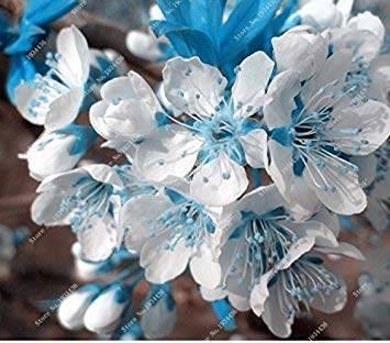 RIC 10 PZ RARE BLUE SKY SAKURA SEMPS OF FLOWERS BONSAI BONSAI BONSAI CHERRY BLOSSOMS PLANTS OF Cherry Flowers Cherry Tree For the Home And Garden: Only Seeds - Afbeelding 4