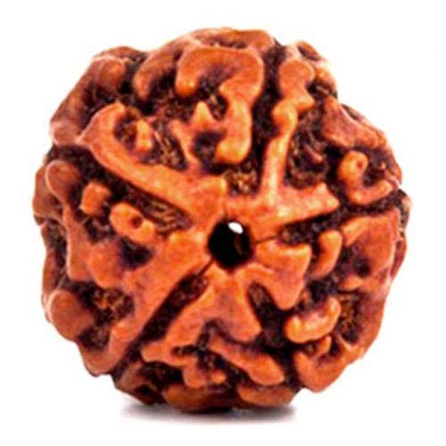 JINALI GEMSPanch Mukhi - Five Face Rudraksha Bead - 100 Natural and Original