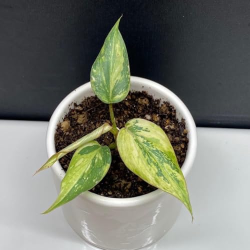 �ϗt�A�� ������ �t�B���f���h���� �O�����I�[�T�� �g���J���[