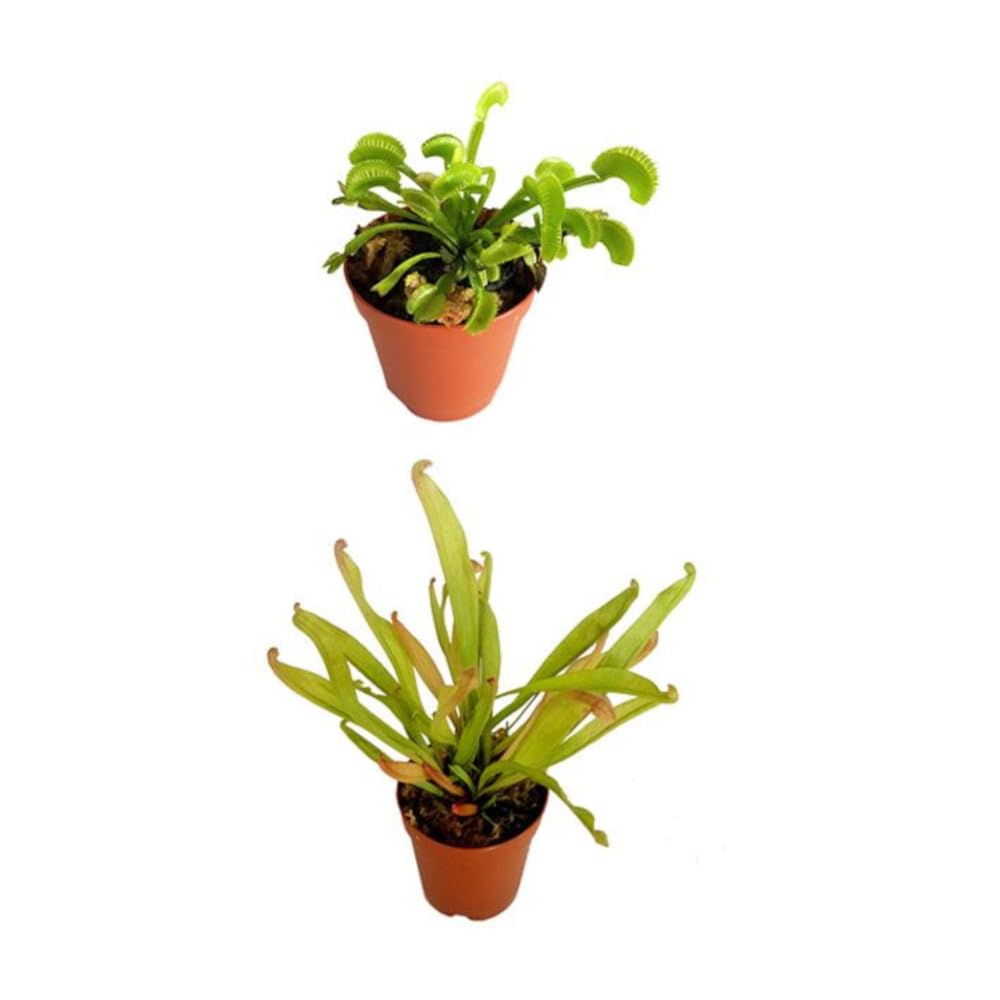 Pack Sarracenia Natural y Venus Natural la Increíble Plantas Cazadoras de Insectos