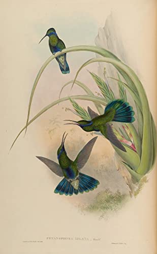 Tableaux Poster Impressions Peinture Oiseau Gould 60x90cm