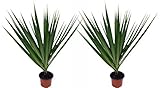 Madagascar Dragon Trees - Dracaena marginata - 2 Plants - 3' Pots