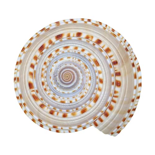 Conchas marinas naturales de 6 a 7 cm para decoración hogareña y manualidades