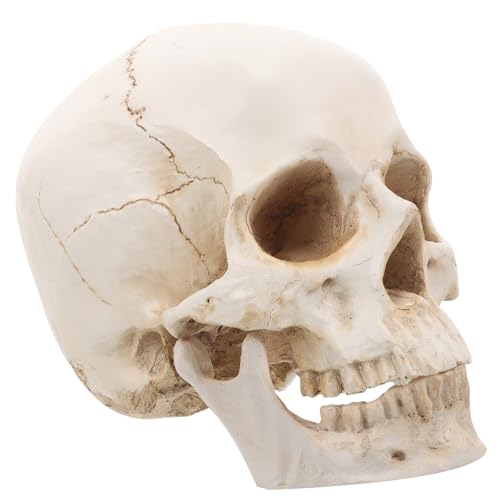 Outil d'apprentissage médical de haute précision avec modèle détachable
