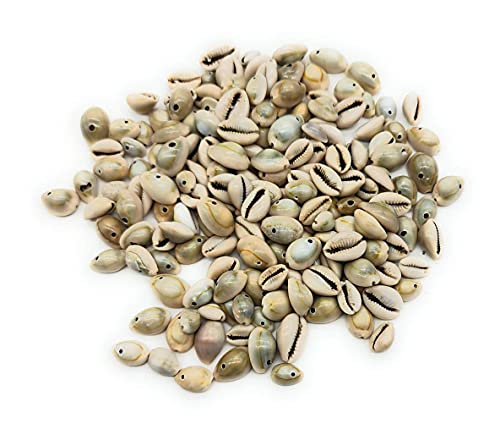 Natural Sea Shells for Craft Work, Pack of 300