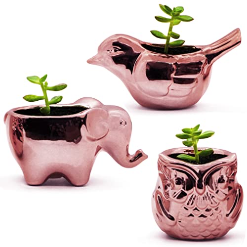Alive Central Small Plant Pots - Animal Succulent Planters With Drainage - Rose Gold Porcelain Ceramic Set Of 3 #TOP29