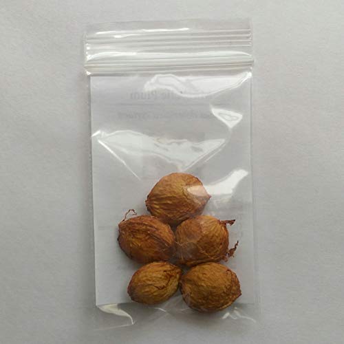 5 Mirabelle Plum Seeds - Prunus Domestica #TOP2