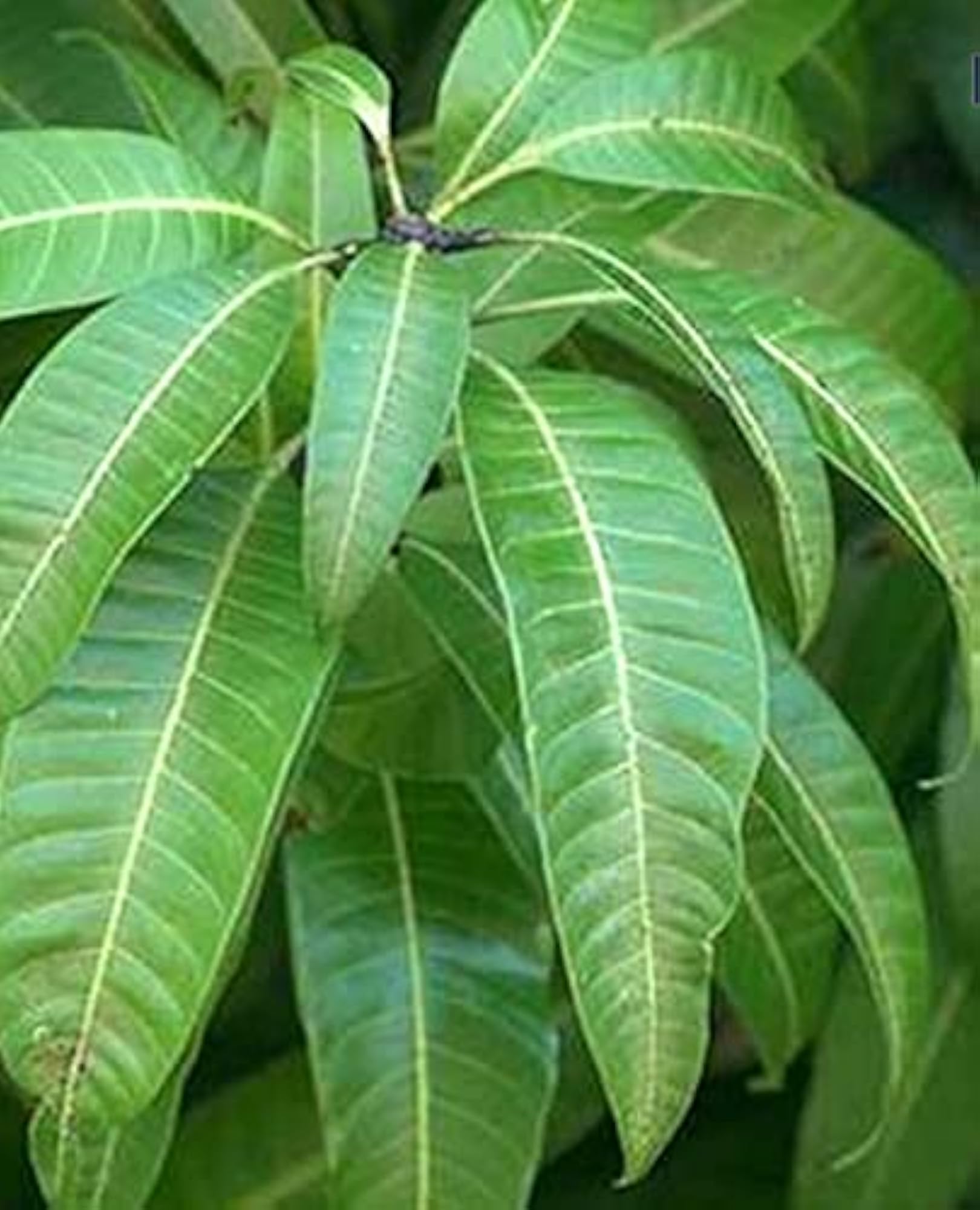 Mango Leaves, Puja Aam Patta