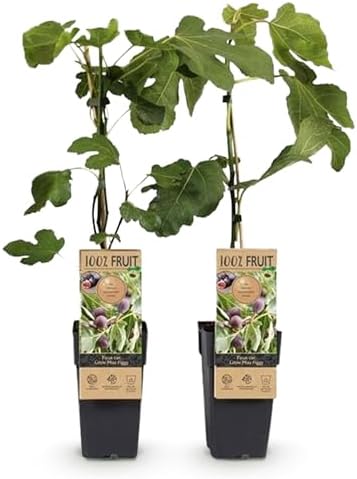 GreenboutiQ - Plante fruitière - Figuier - Ficus caria Little mis...