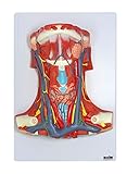 Axis Scientific Human Neck and Throat Anatomy Model | Life-Size Anatomical Model with Muscles, Arteries, Veins, Cartilage, and Bones | Includes Base and Full-Color Product Manual