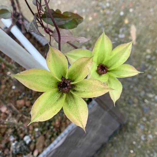 Semillas de clemátide, Clematis florida, de jardín Semillas de Clematis Perenne Resistente, silvestres 100pcs